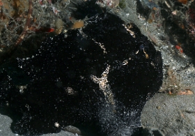 Bali 2016 - Painted frogfish - Antenaire peint - Antennarius pictus - IMG_6142_rc